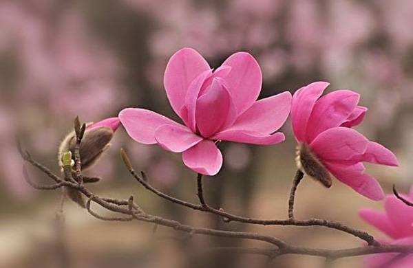 清明，獻(xiàn)給您一束辛夷花